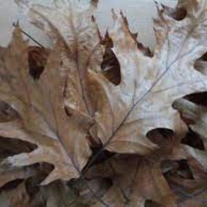 200 Beautiful ORGANIC dried oak leaves harvested the same day of shipment